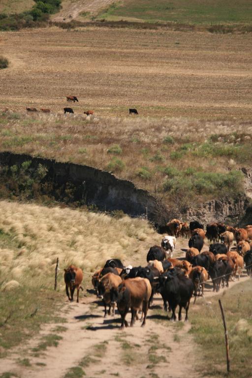 Carreras * Tafi del Valle